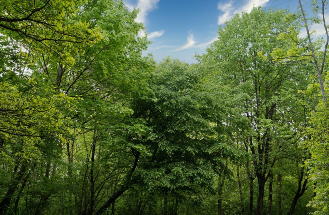 Più alberi in città contro il caldo, petizione ad Alessandria