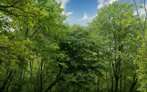 Più alberi in città contro il caldo, petizione ad Alessandria