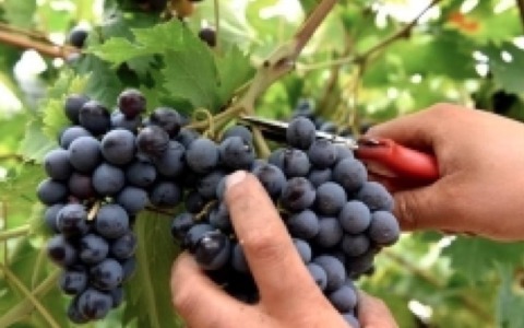 Vendemmia nel Torinese: si stima consistente calo della produzione, ma vino di qualità