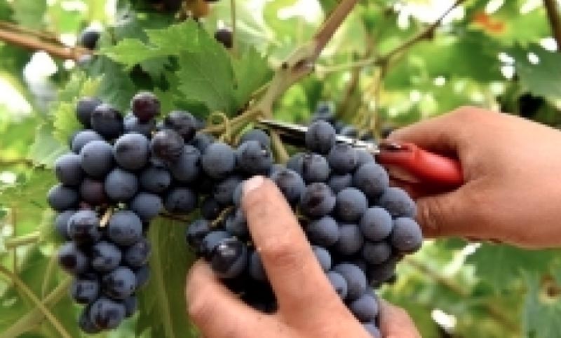 Vendemmia nel Torinese: si stima consistente calo della produzione, ma vino di qualità
