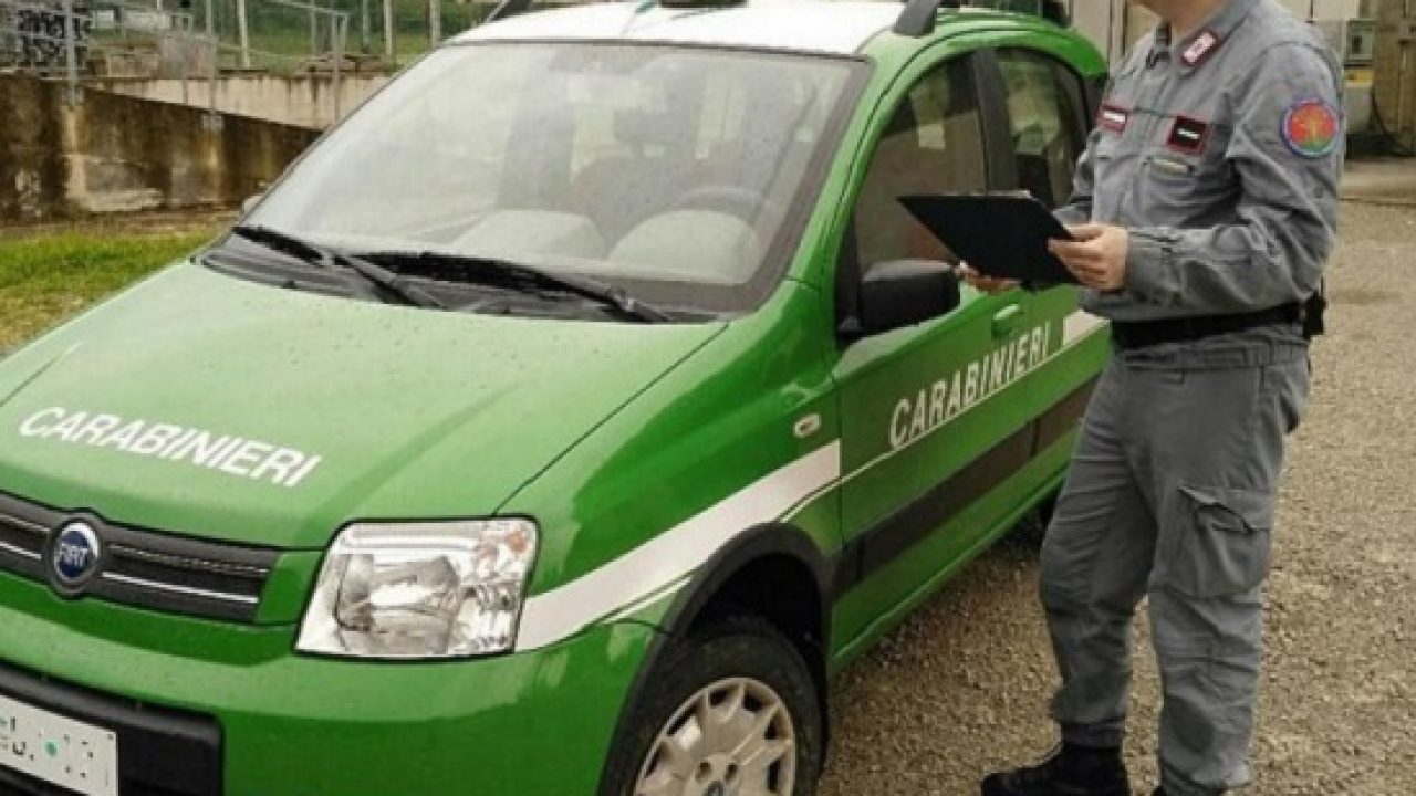Avigliana, maxi-intervento in una cascina: salvati oltre 70 animali rimasti incustoditi
