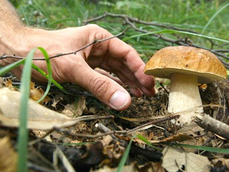 Al Nord i primi porcini dopo la siccità. I consigli dei micologi piemontesi