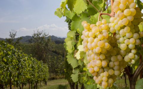 Vendemmia: riaperta temporaneamente tra Novi e Gavi la Strada della Lomellina, chiusa per frana