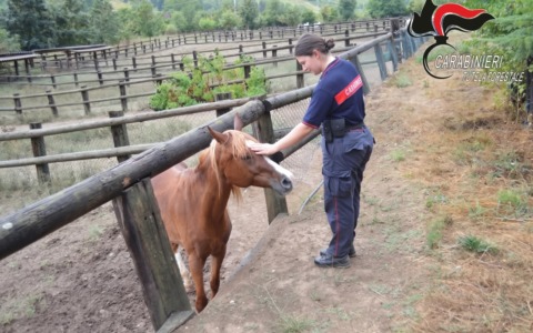 Salvati 12 cavalli arabi denutriti e senza cure in un allevamento nell’Astigiano