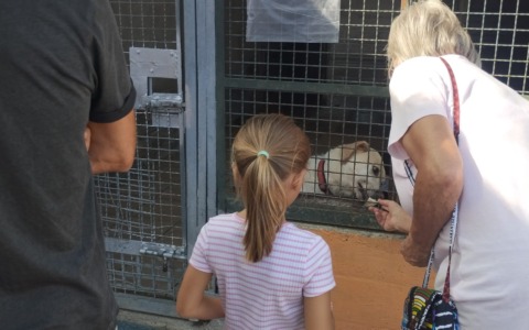 Circa cinquecento visitatori al canile Cascina Rosa di Valmadonna per la “Festa a 4 zampe”