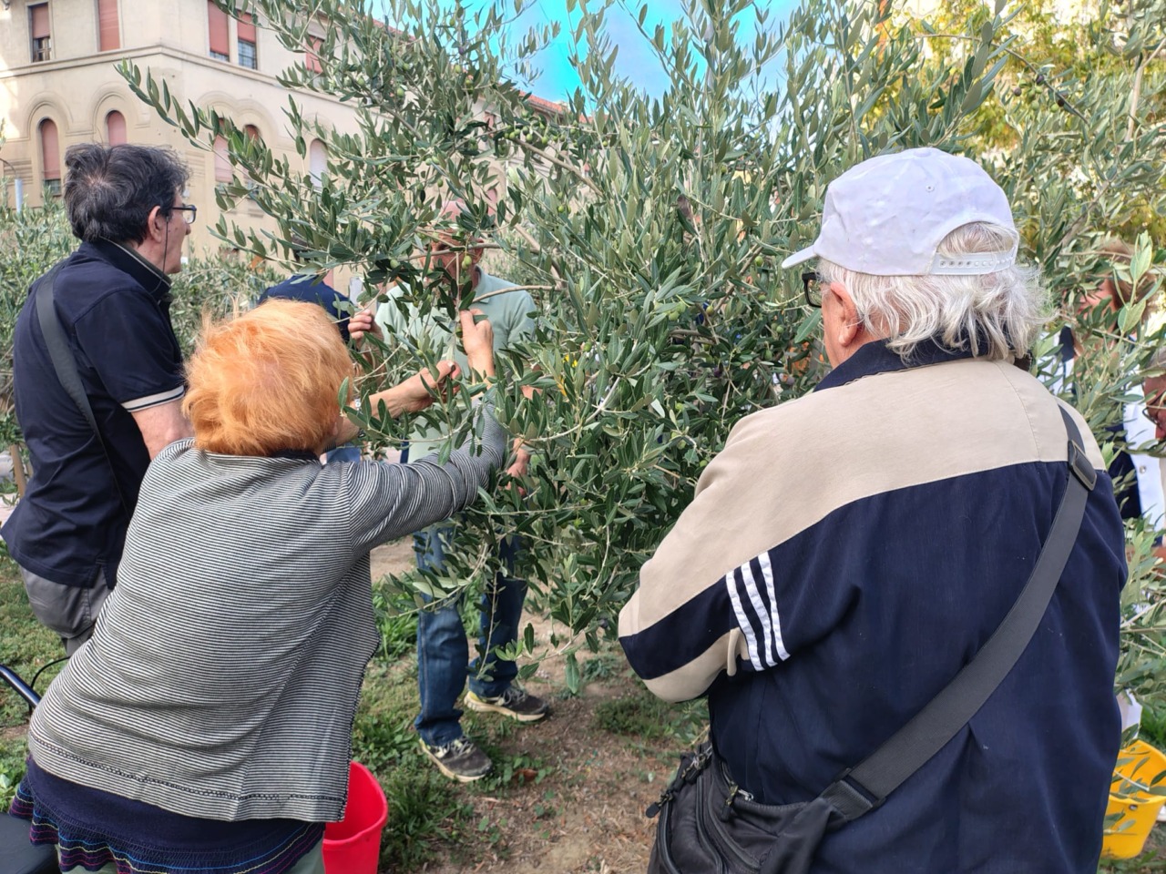 L’Uliveto Urbano di Alessandria compie due anni e lancia le iniziative d’autunno
