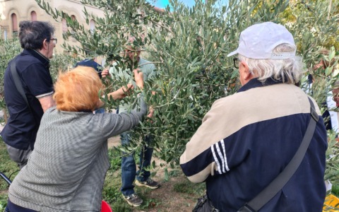 L’Uliveto Urbano di Alessandria compie due anni e lancia le iniziative d’autunno