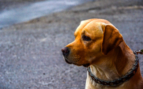Ad Alessandria un corso gratuito per conseguire il patentino per proprietari di cani