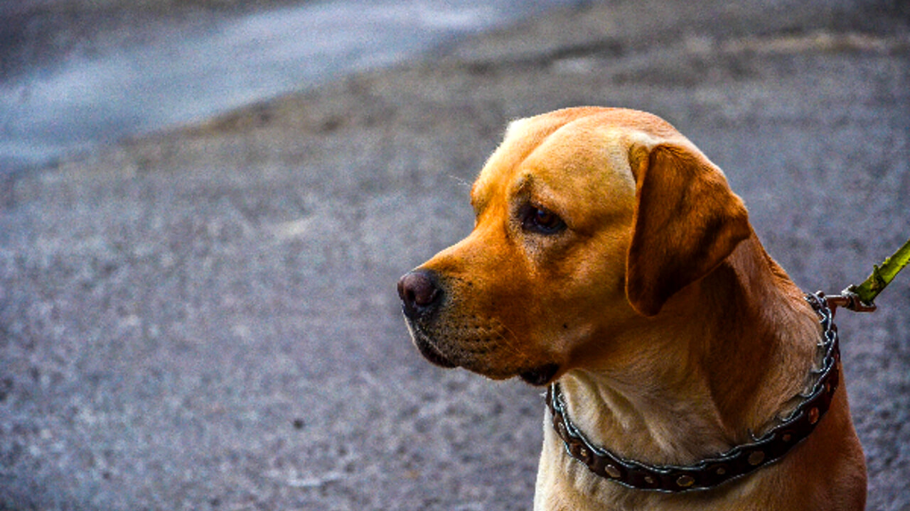 Ad Alessandria un corso gratuito per conseguire il patentino per proprietari di cani