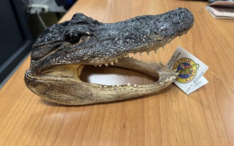 Una testa di coccodrillo in valigia: denunciato passeggero dell’aeroporto di Caselle