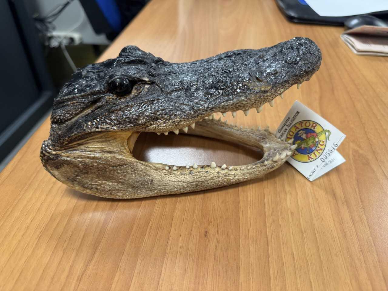 Una testa di coccodrillo in valigia: denunciato passeggero dell’aeroporto di Caselle