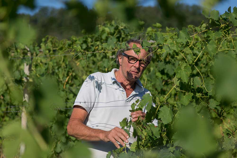 La storia del Timorasso: a Filo Diretto l’imprenditore vitivinicolo Walter Massa