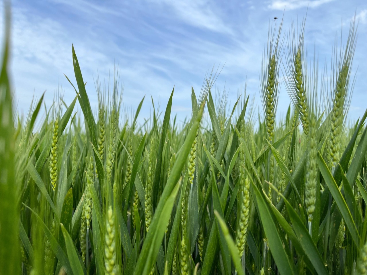Agricoltura, otto milioni in più al Piemonte per abbattere i costi del gasolio