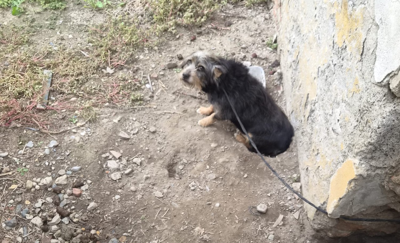 Alessandria, cane legato all’esterno di una casa cantoniera: scatta il sequestro