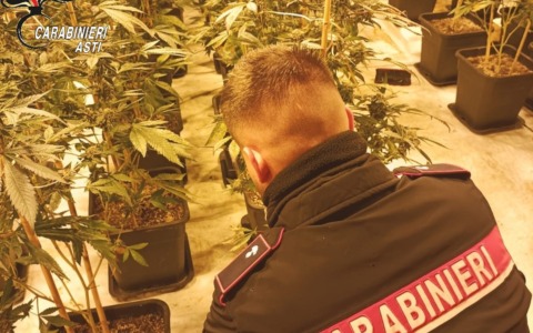 Scoperta una piantagione indoor con 1.206 piante di marijuana nell’Astigiano