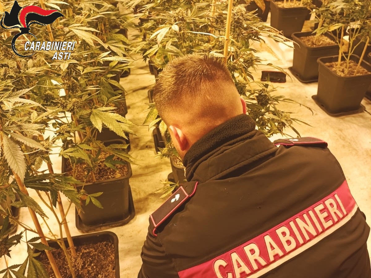 Scoperta una piantagione indoor con 1.206 piante di marijuana nell’Astigiano