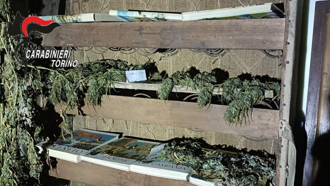 Coltivano cannabis in giardino: arrestati marito e moglie nel Torinese