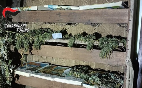 Coltivano cannabis in giardino: arrestati marito e moglie nel Torinese