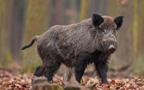 Nuovo caso di peste suina africana a Spigno Monferrato