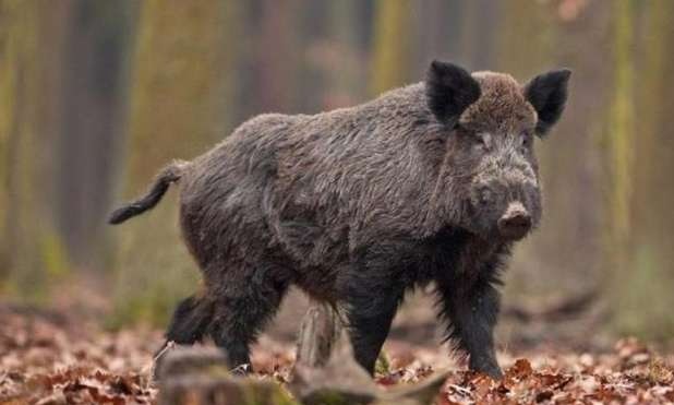 Nuovo caso di peste suina africana a Spigno Monferrato